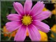 pink cosmos flower