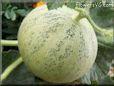 medium cantaloupe melon