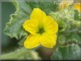 cantaloupe flower blossom