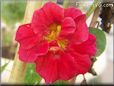 red nasturtium flower