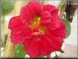 red nasturtium flower