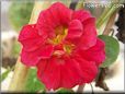 red nasturtium flower