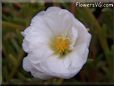 white moss rose flower