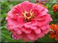 pink zinnia flower