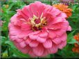 pink zinnia flower