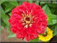 red zinnia flower