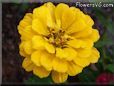 yellow zinnia flower