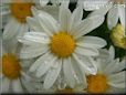 white daisy flower