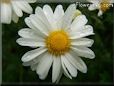 white daisy flower