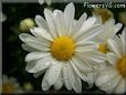 white daisy flower