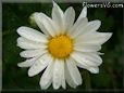 white daisy flower