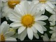 white daisy flower