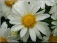 white daisy flower