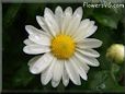 white daisy flower