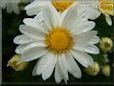 white daisy flower