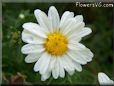 white daisy flower