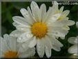 white daisy flower