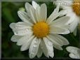 white daisy flower