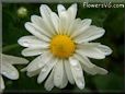 white daisy flower