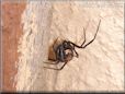  black widow spider