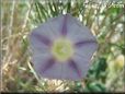 light blue morning glory flower