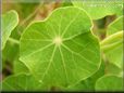 nasturtium leaf