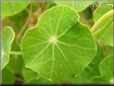 nasturtium leaf