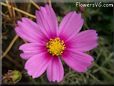pink cosmos flower