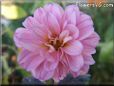 pink dahlia flower