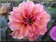 red pink dahlia flower