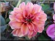 red pink dahlia flower