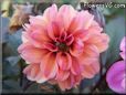 red pink dahlia flower
