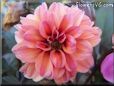 red pink dahlia flower