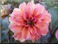 red pink dahlia flower