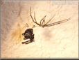 black widow spider just finished molted