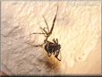 black widow spider molted