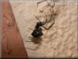 black widow spider molted