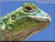 green iguana lizard