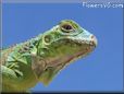green iguana lizard