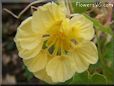 yellow nasturtium flower