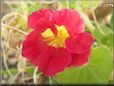 red nasturtium flower