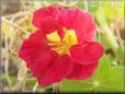 red nasturtium flower