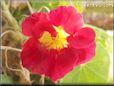 red nasturtium flower