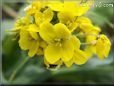 spinach mustard flower