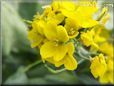 spinach mustard flower