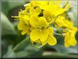 spinach mustard flower