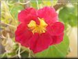 red nasturtium flower