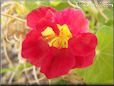 red nasturtium flower