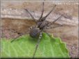 wolfspiders picture