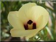 okra flower